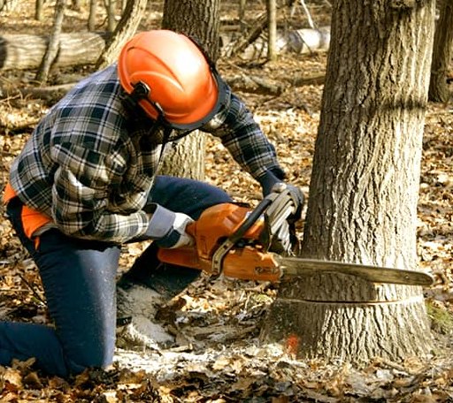 Tree Removal in Mayflower, AR